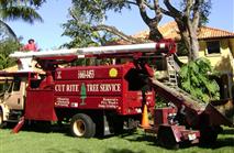Cut Rite Tree Services, Inc.