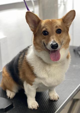 Images Space Coast Mobile Dog Grooming
