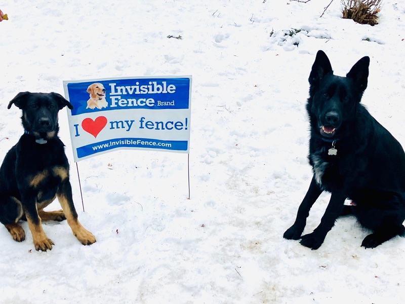 Dogs getting ready for Invisible Fence® in Ontario County, NY