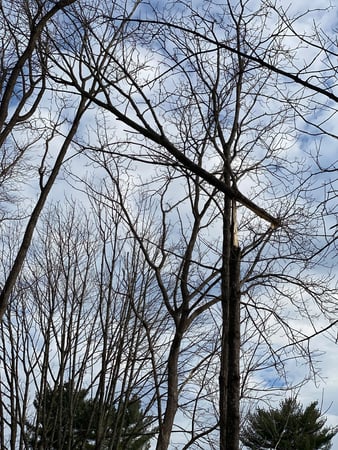 Images Hungry Beaver Tree Service