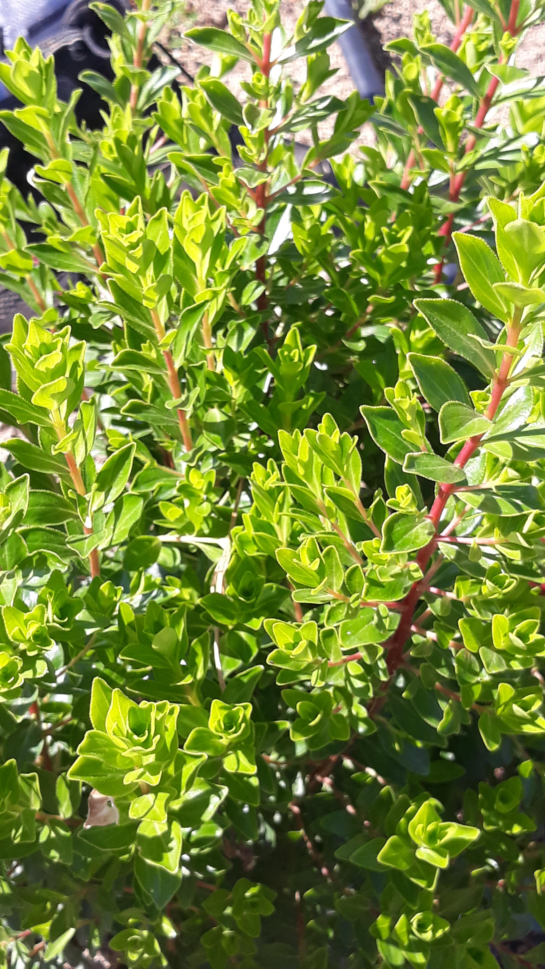 Rolf Schneider Handelsgesellschaft mbH, Louisenstrasse 141 in Bad Homburg