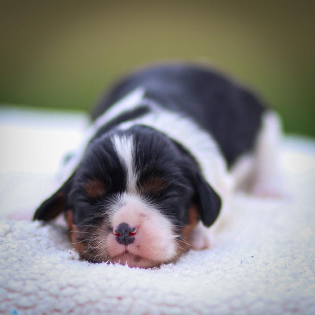 Images Pine Acres Puppies