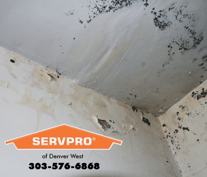 SERVPROÂ® of Denver West is a trusted leader in mold mitigation and remediation. Our technicians have the advanced training, equipment, and experience to handle any size mold problem quickly and efficiently.