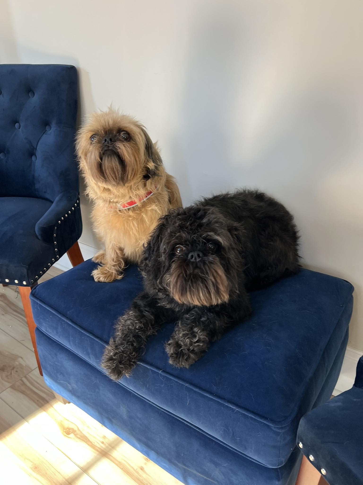 Doggy Day Care