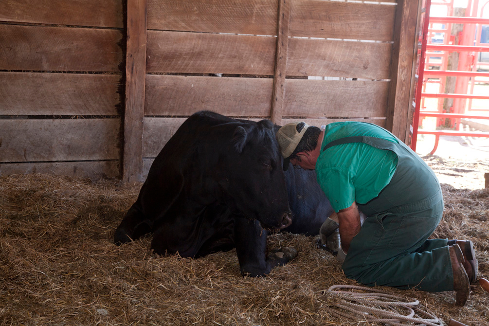 This affectionate cow goes head-to-head with Dr. Hahn, who is performing an annual nail trim. Cows have hooves and toenails which can be crippling if not worn down naturally by walking. It looks like this cow is grateful for his pedicure!