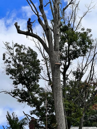 Images Northeast Tree Experts