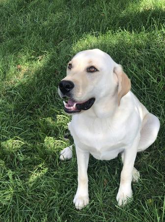 Images Elkhound Ranch Kennels
