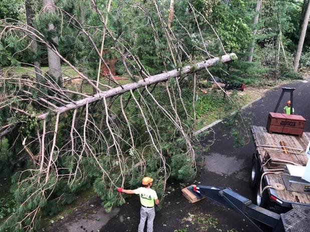 Images JCE Tree Service