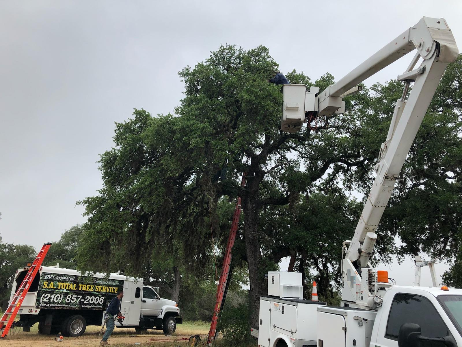 SA Total Tree Service Photo