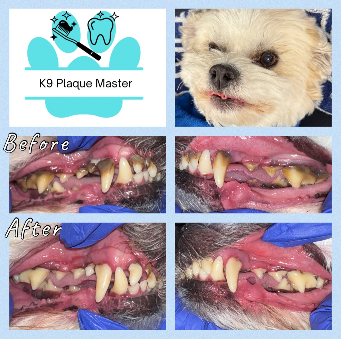 Images K9 Plaque Master Inc.