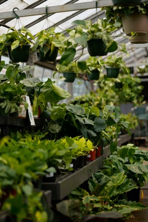 Images Mahoney's Garden Center