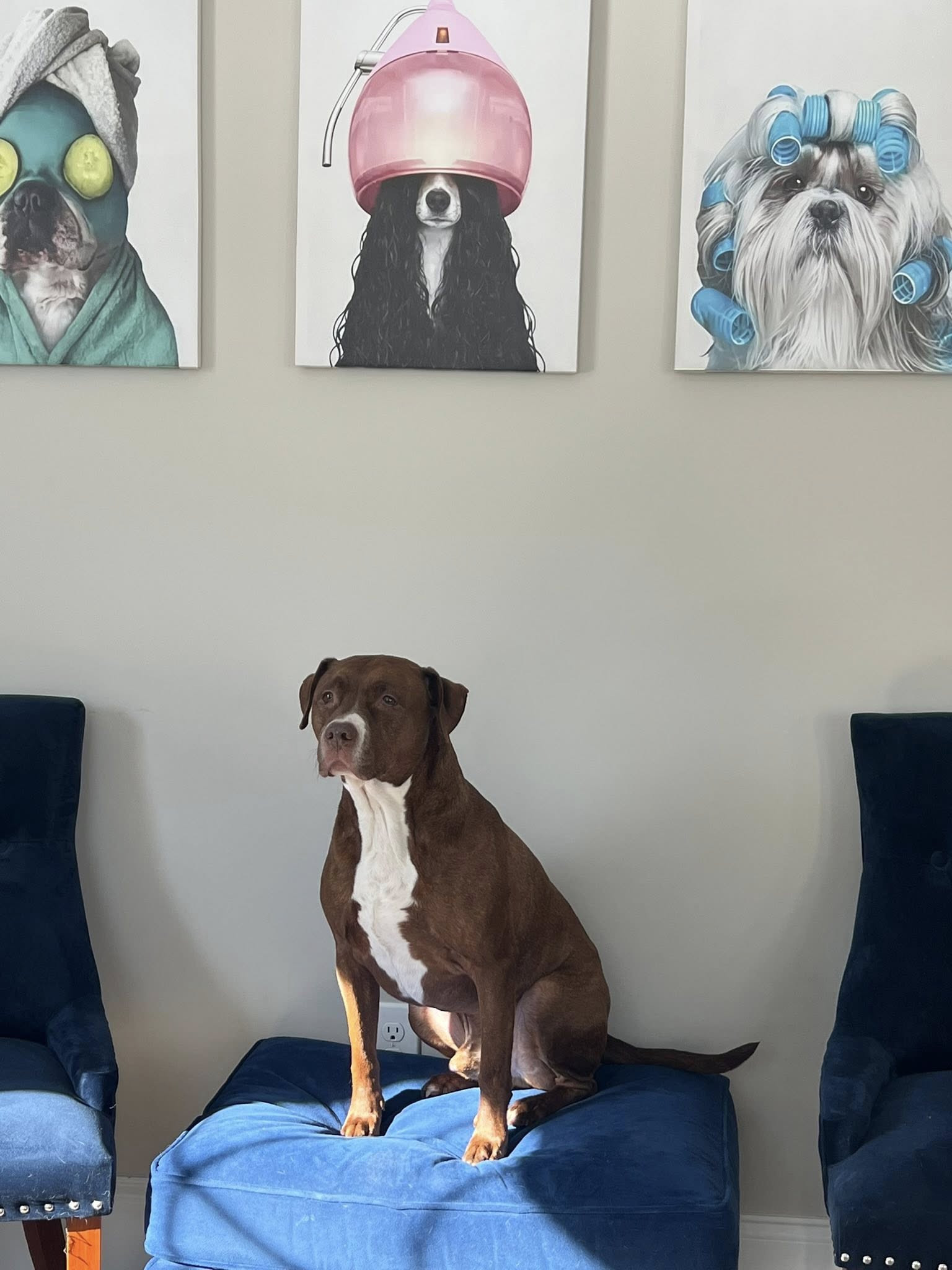 Doggy Day Care