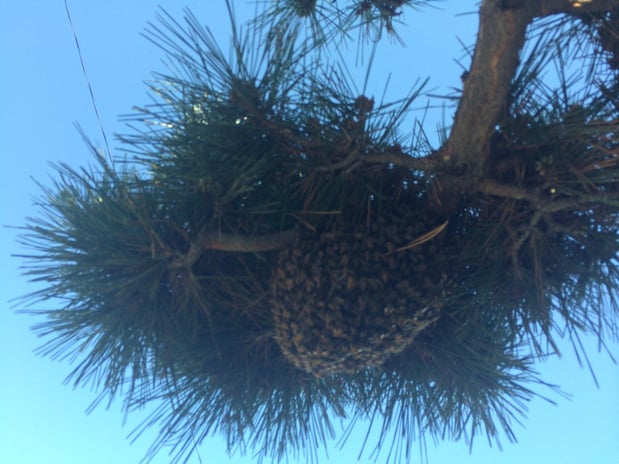 Images Bee Free Bee Removal