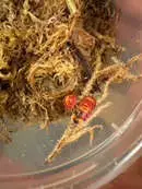 Images Evolution Reptiles