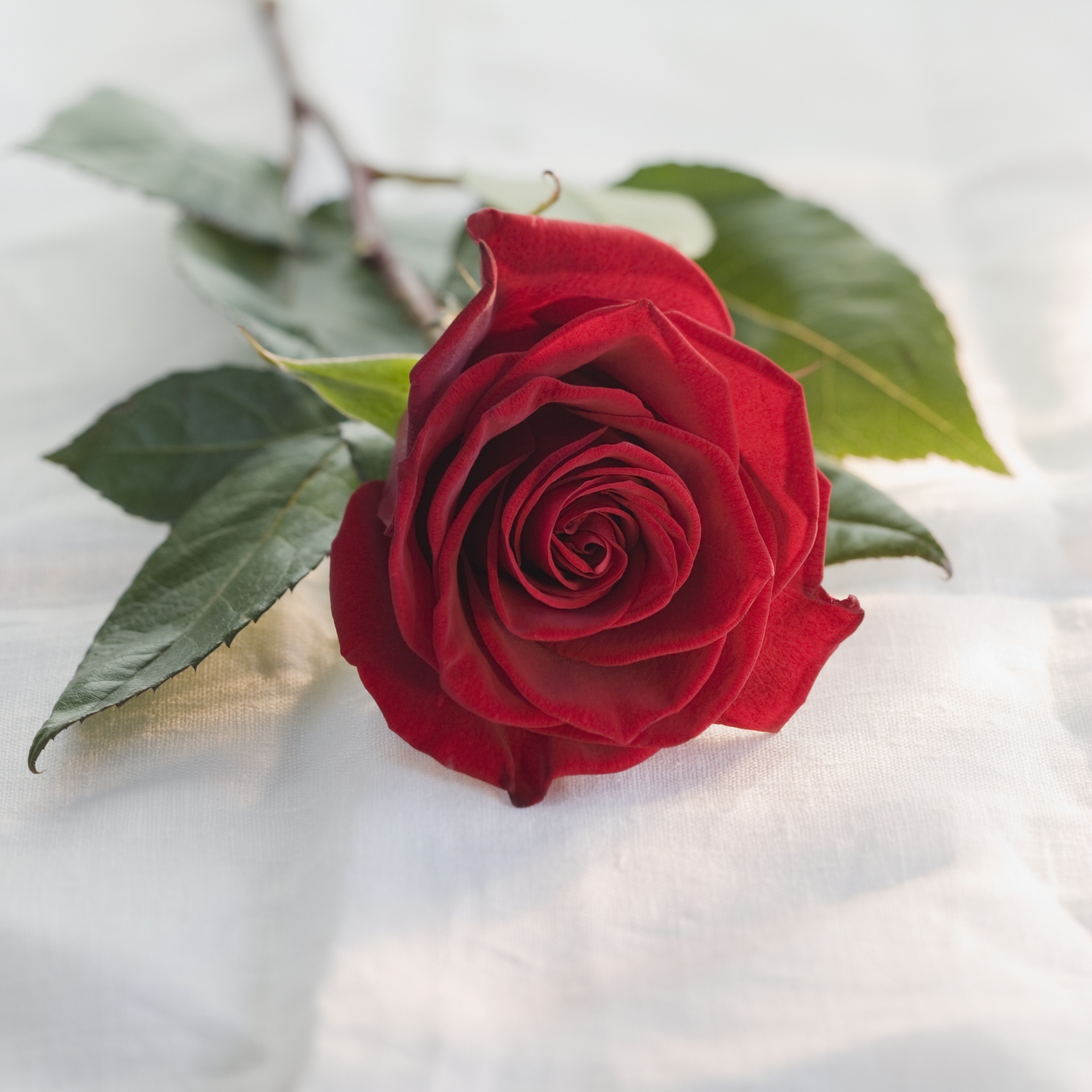 Adamsville Floral Co.