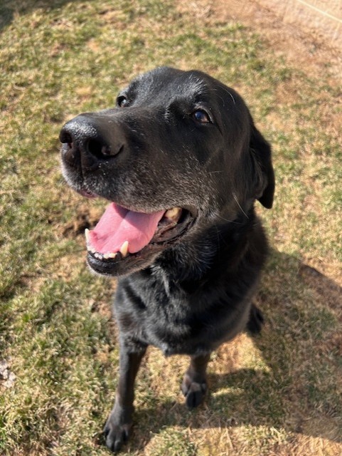 Images VCA Green Animal Hospital