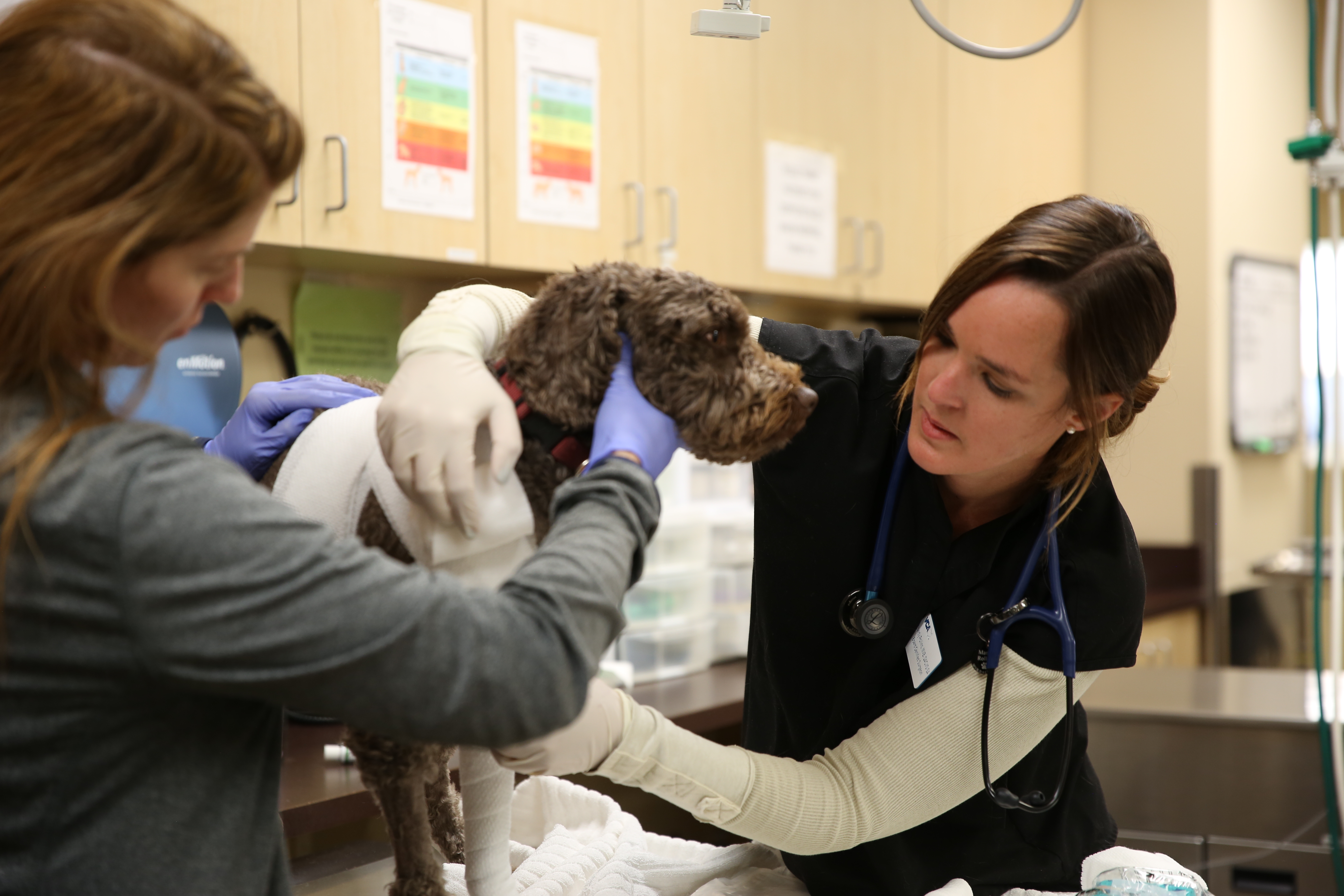 Image 21 | VCA Alameda East Veterinary Hospital