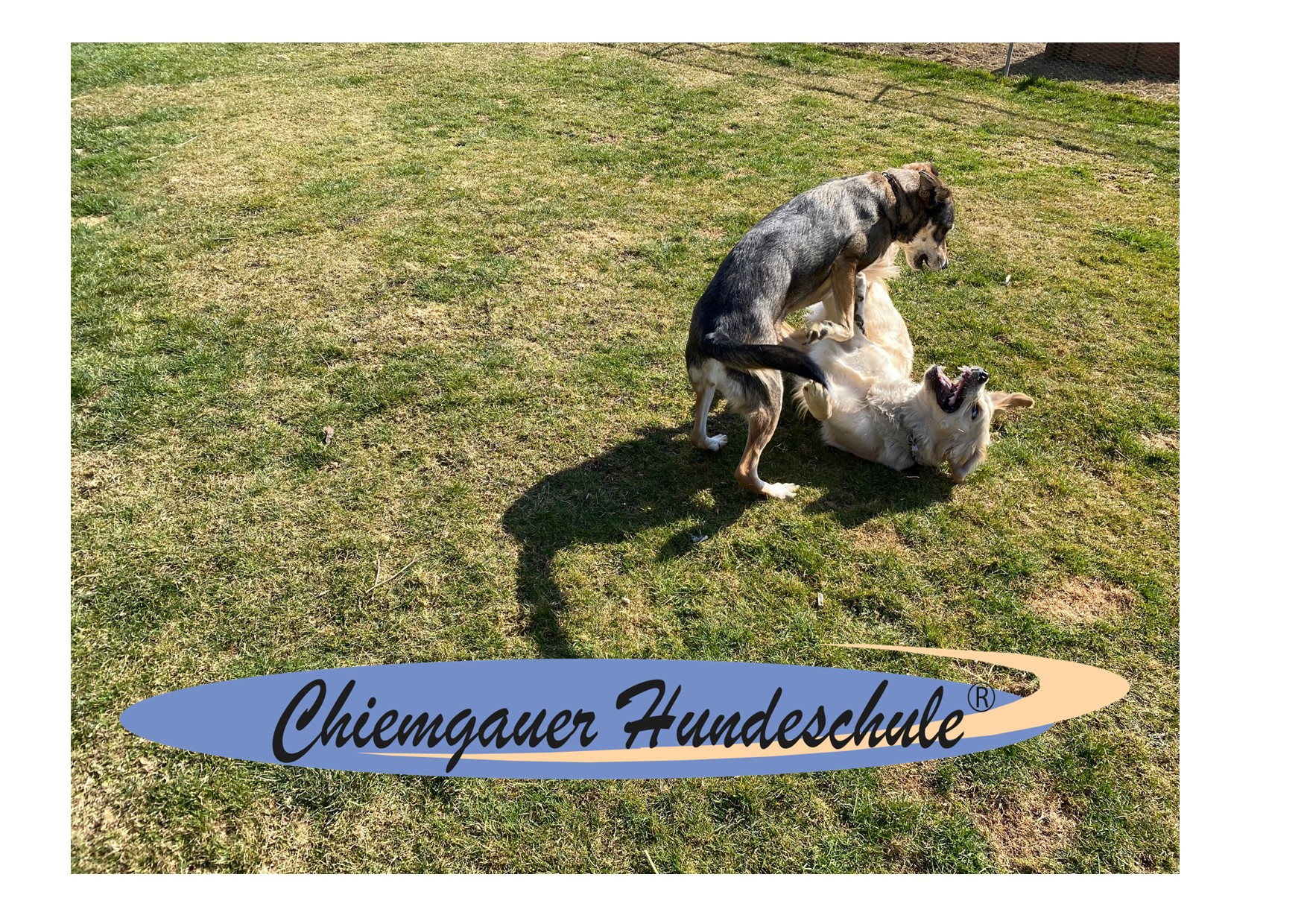 Bilder Chiemgauer Hundeschule