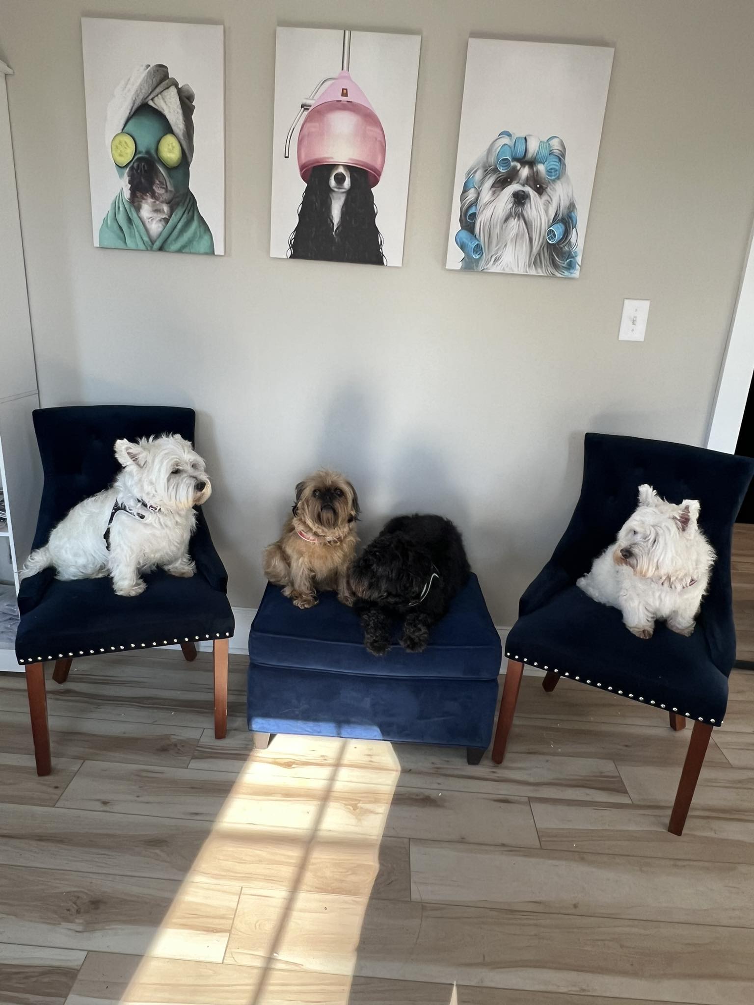 Doggy Day Care