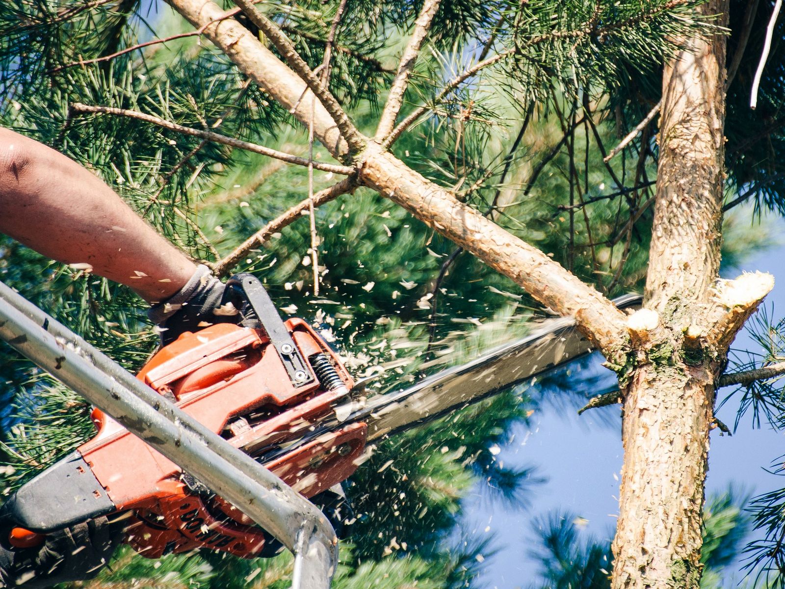 Castro's Tree and Lawncare Services Corp