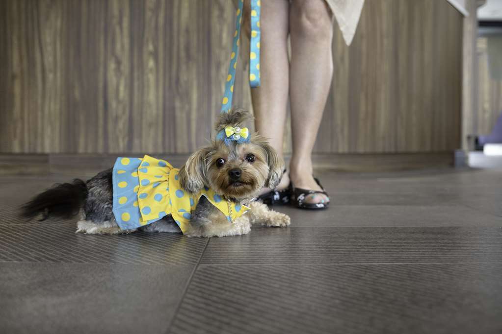 Images Tru by Hilton Toronto Airport West