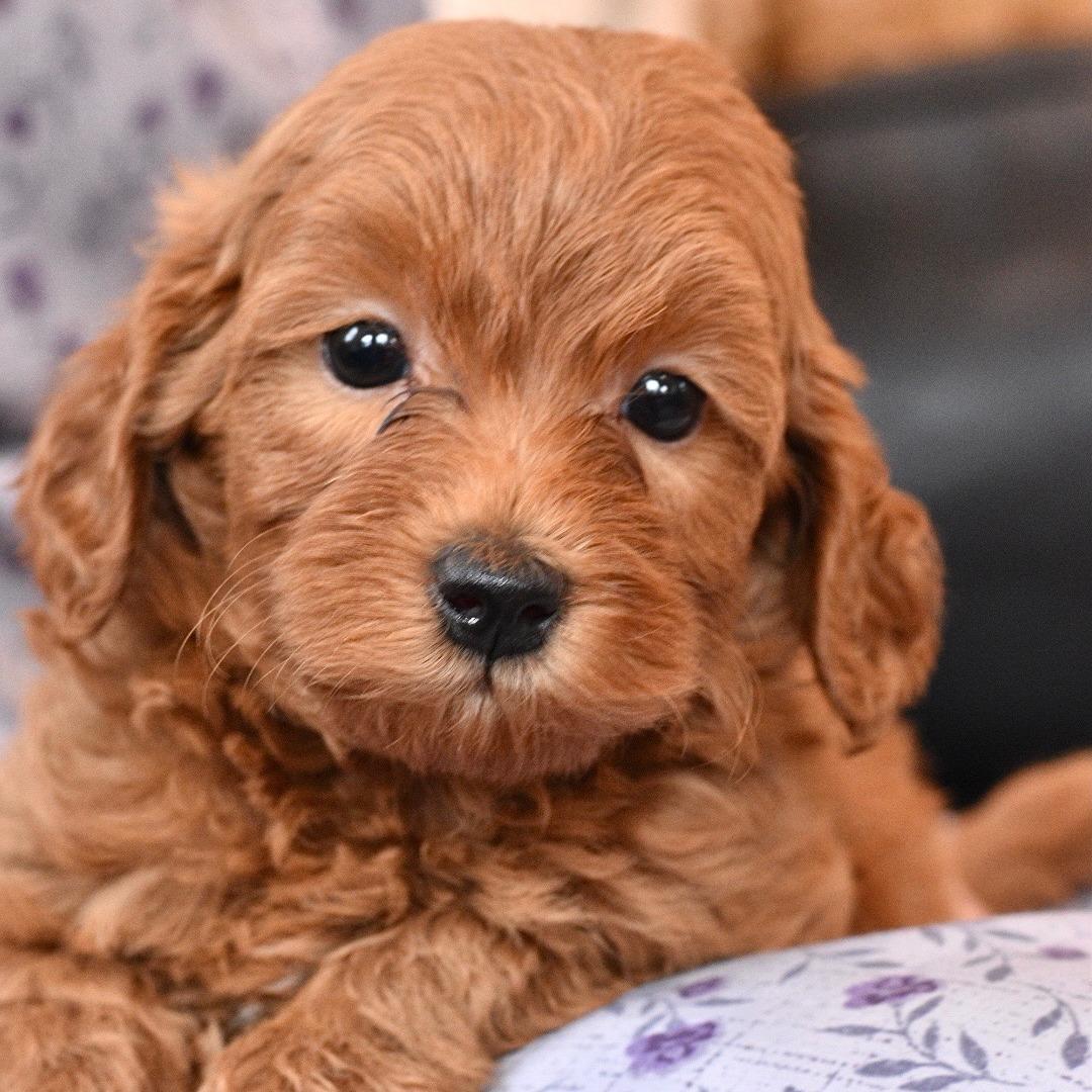 goldendoodles - call us for availability ! Hess Family Beautiful Puppies Russell (413)310-6722