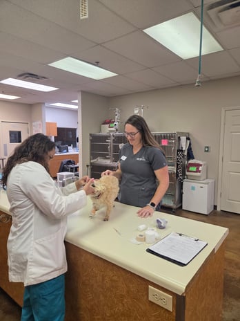 Images VCA Eads Animal Hospital