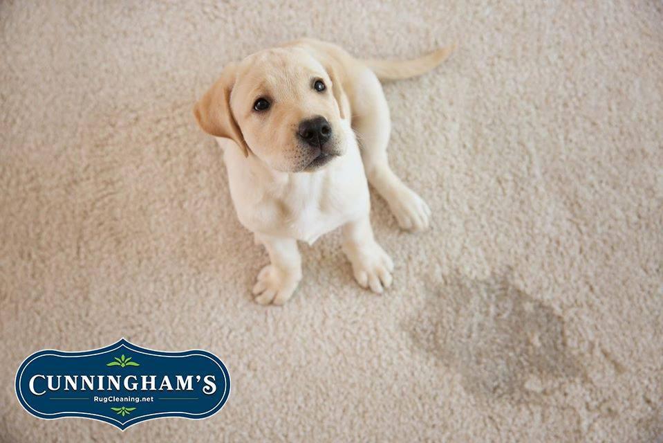 Cunningham's Rug Cleaning Photo