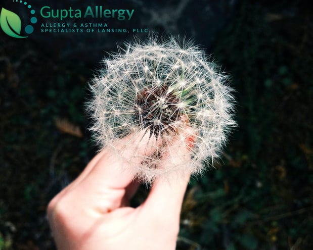 Images Gupta Allergy: Allergy & Asthma Specialists of Lansing, PLLC