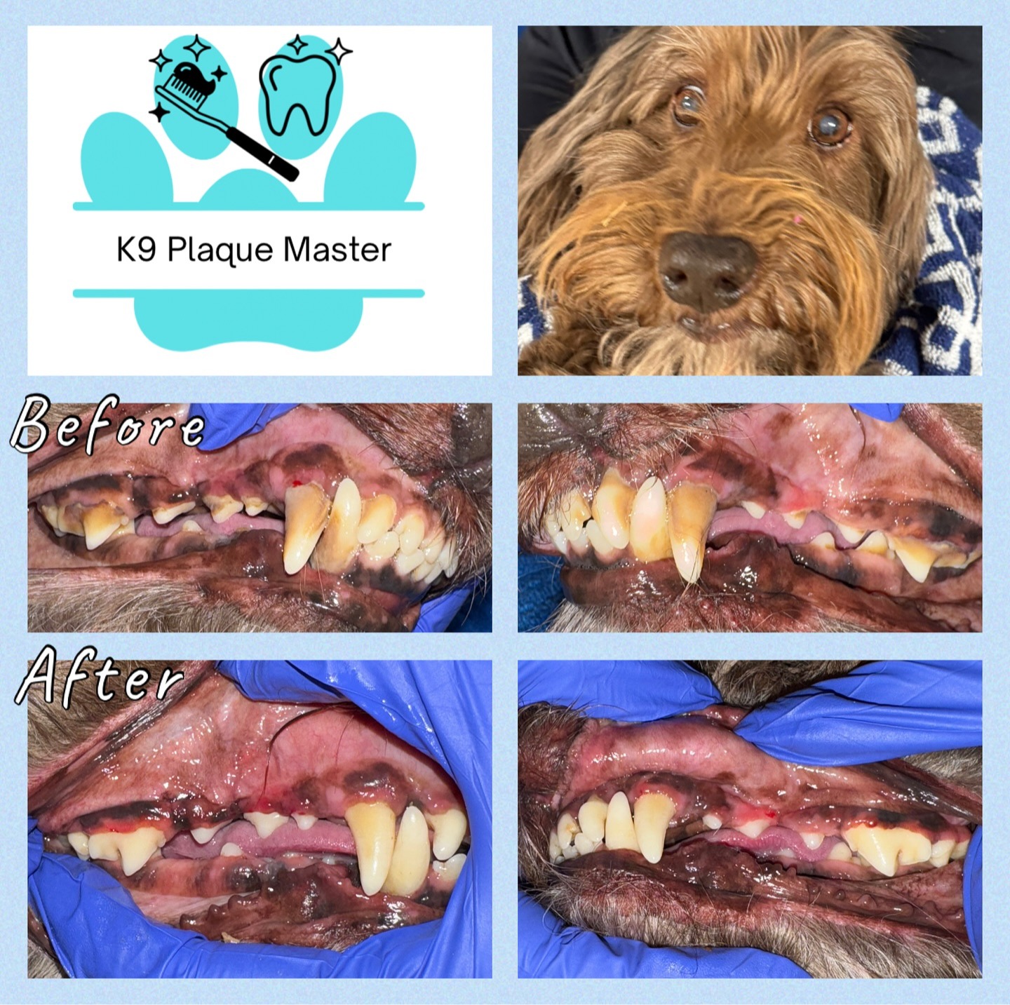 Images K9 Plaque Master Inc.