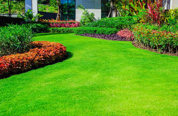 Images Lawn Plus Pest Control Services