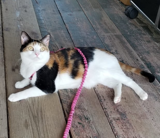 Images Fort Kent Animal Hospital