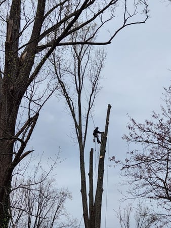 Images Keil Tree Experts Inc