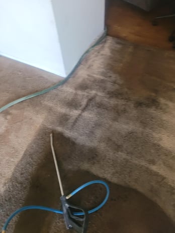 Images BCS Carpet Cleaning