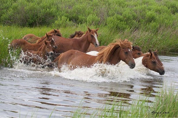 Images Hampton Inn & Suites Chincoteague-Waterfront