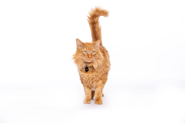 Images VCA Becker Animal Hospital and Pet Resort