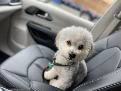 Images Door to Door Pet Delivery