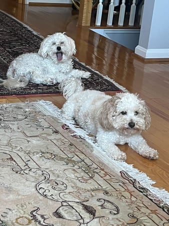 Images Ayoub Carpet Service®