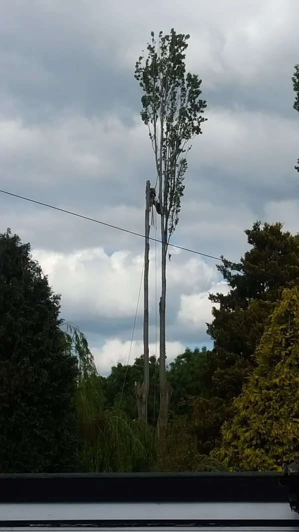 Images Poplar Tree Services Ltd
