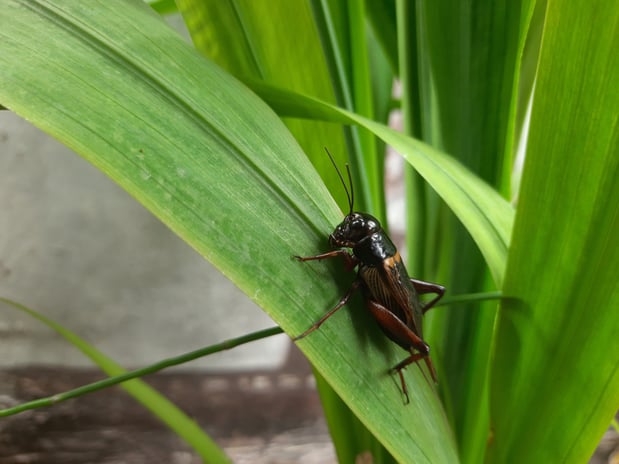 Images Aim Pest Solutions