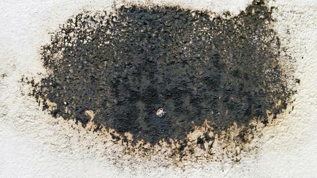 Images Mold Zero Services LLC