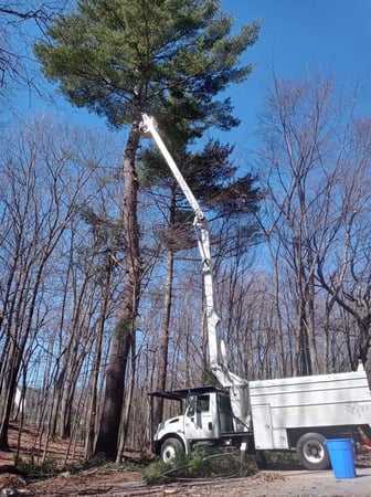Images Wilson Tree & Landscaping Service