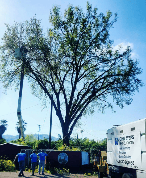 Images John Ayers Tree Surgeons