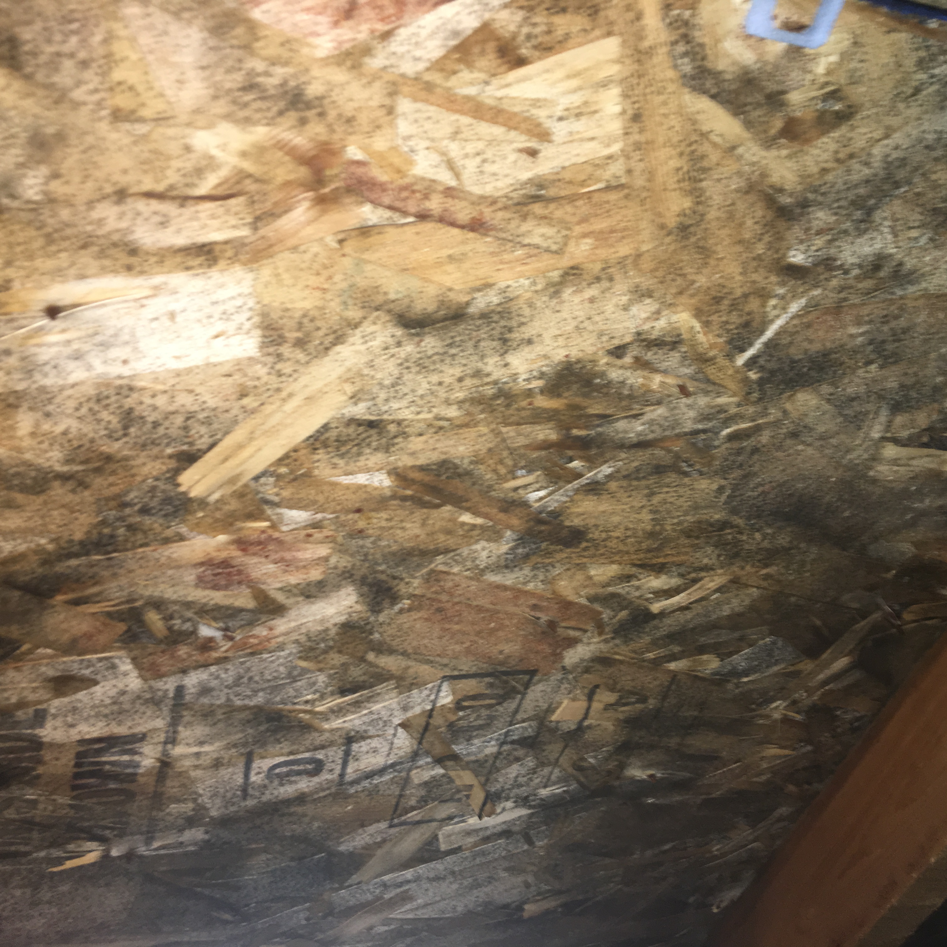 Can you spot the mold? SERVPRO can and we are here to help.