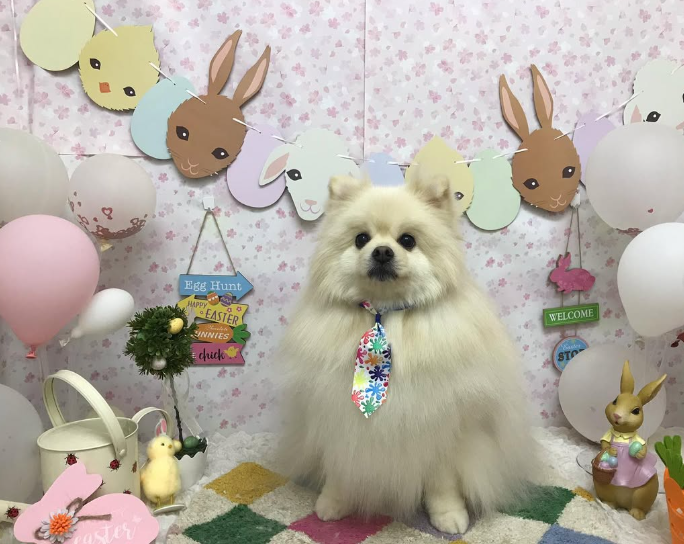 Images ペットショップ 犬の家
