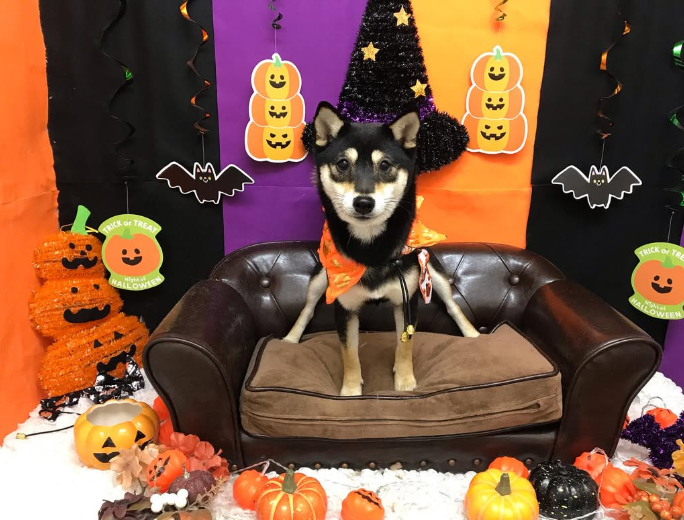 Images ペットショップ 犬の家