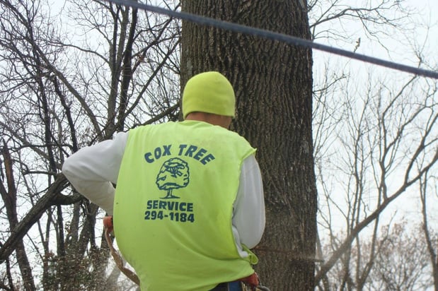Images Cox Tree Service