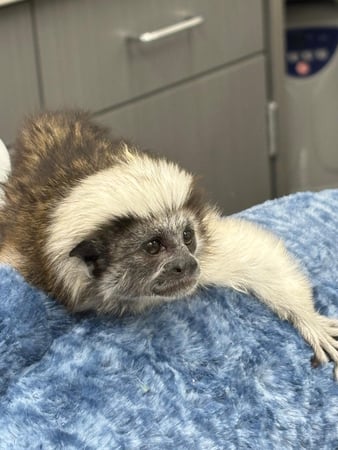 Images VCA South Dade Animal Hospital