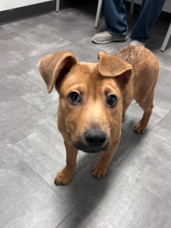 Images VCA Peone Pines Animal Hospital