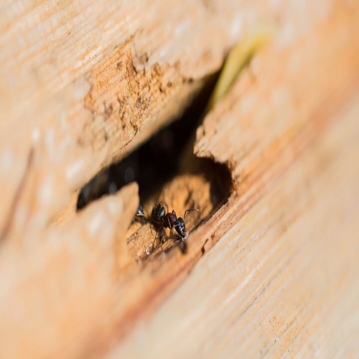 Images EnFocus Pest Prevention